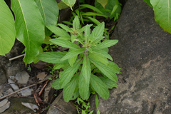 Anisochilus verticillatus